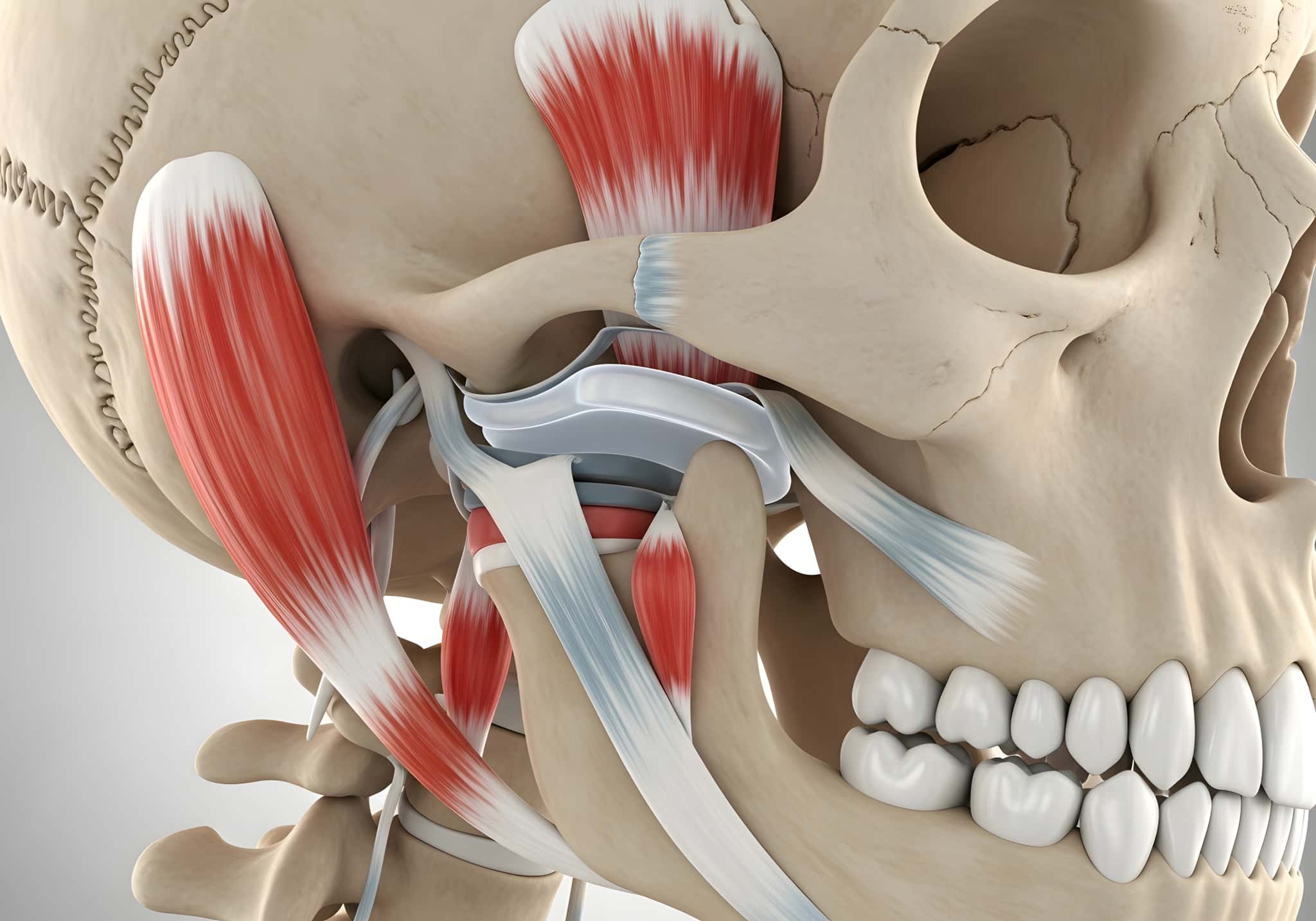 顎関節症の患部になる顎の筋肉と関節のイメージ